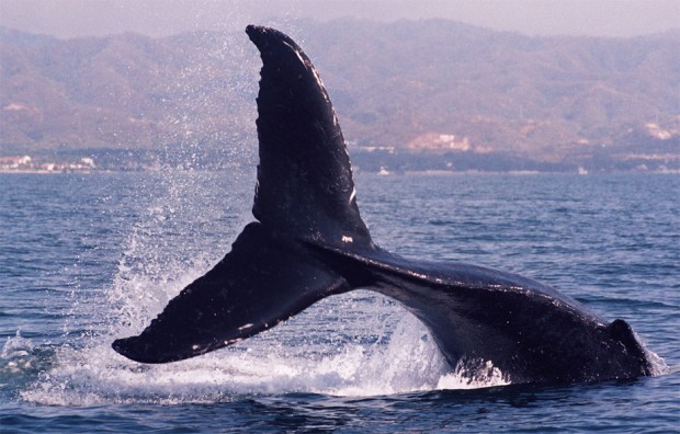Whale Watching - Humpback Whale © Monachi